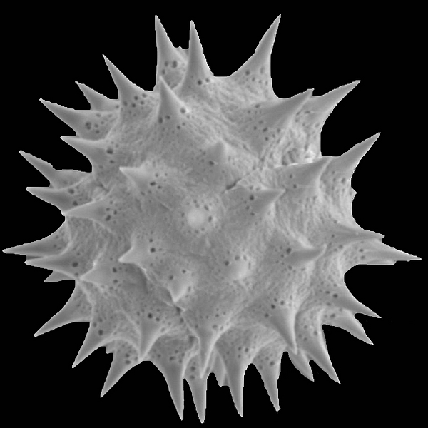 Pollen grain of Scalesia microcephala var. microcephala B.L. Rob. (scanning electron micrograph). Photo: Patricia Jaramillo Díaz & M. Mar Trigo, CDF, 2011.