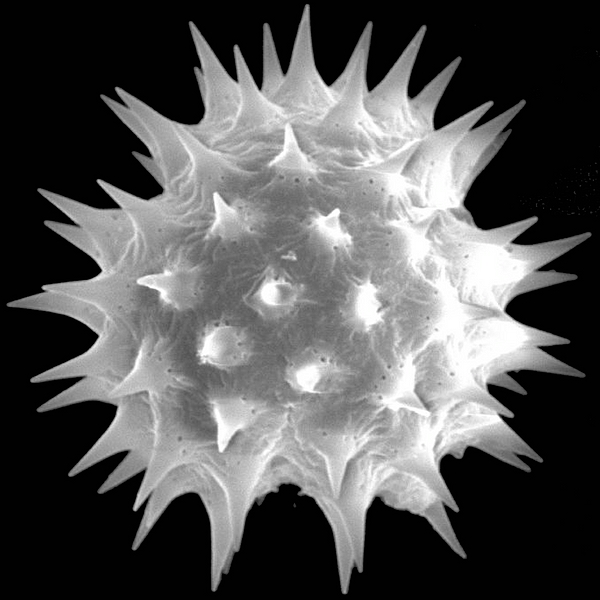 Grano de polen de Scalesia atractyloides var. darwinii (Hook. f.) Eliasson (foto en microscopio electrónico). Foto: Patricia Jaramillo Díaz & M. Mar Trigo, CDF, 2011.
