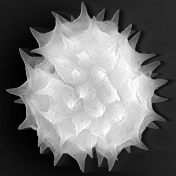 Pollen grain of Scalesia baurii ssp. hopkinsii (B.L. Rob.) Eliasson (scanning electron micrograph). Photo: Patricia Jaramillo Díaz & M. Mar Trigo, CDF, 2011.
