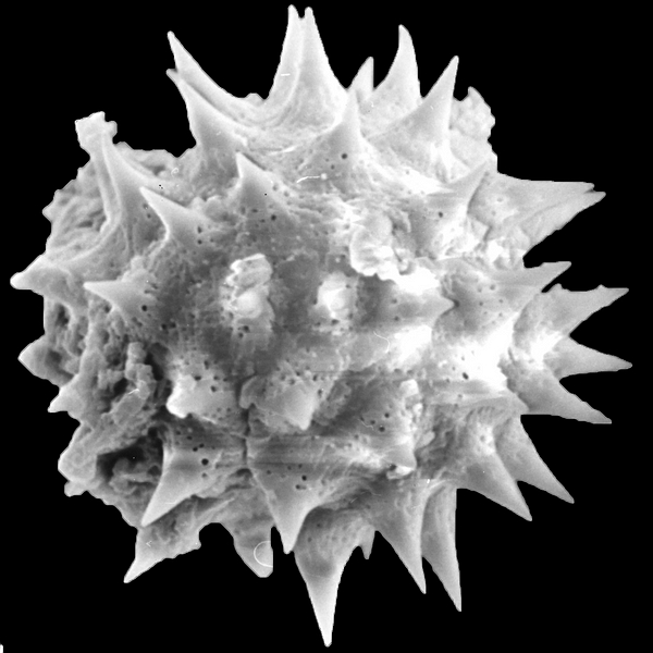 Pollen grain of Scalesia cordata (scanning electron micrograph). Photo: Patricia Jaramillo Díaz & M. Mar Trigo, CDF, 2011.