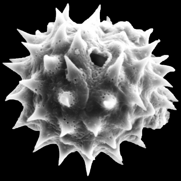 Grano de polen de Scalesia cordata A. Stewart (foto en microscopio electrónico). Foto: Patricia Jaramillo Díaz & M. Mar Trigo, CDF, 2011.