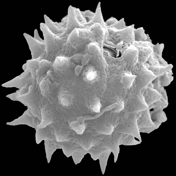 Grano de polen de Scalesia divisa Andersson (foto en microscopio electrónico). Foto: Patricia Jaramillo Díaz & M. Mar Trigo, CDF, 2011.