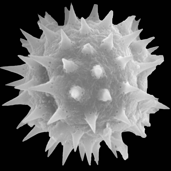 Grano de polen de Scalesia helleri ssp. helleri B.L. Rob. (foto en microscopio electrónico). Foto: Patricia Jaramillo Díaz & M. Mar Trigo, CDF, 2011.