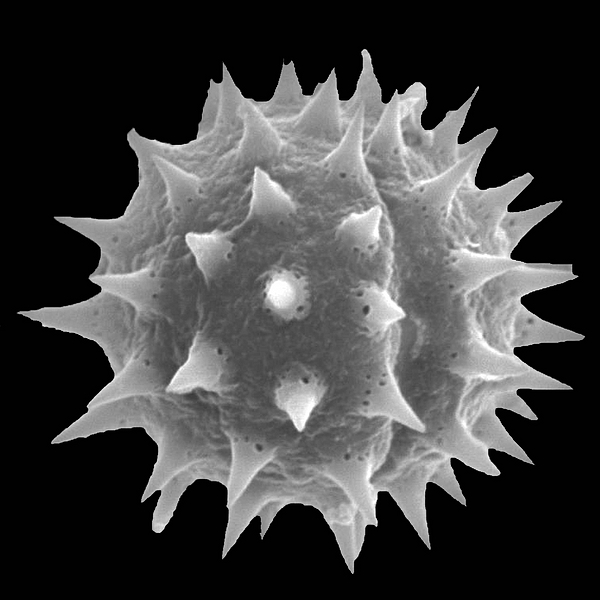 Grano de polen de Scalesia helleri ssp. helleri (foto en microscopio electrónico). Foto: Patricia Jaramillo Díaz & M. Mar Trigo, CDF, 2011.