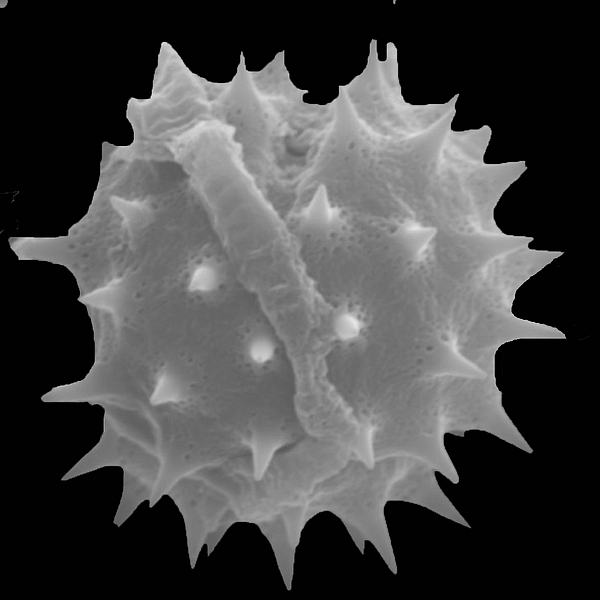 Grano de polen de Scalesia incisa (foto en microscopio electrónico). Foto: Patricia Jaramillo Díaz & M. Mar Trigo, CDF, 2011.