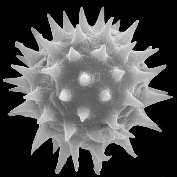 Grano de polen de Scalesia microcephala var. cordifolia Eliasson (foto en microscopio electrónico). Foto: Patricia Jaramillo Díaz & M. Mar Trigo, CDF, 2011.