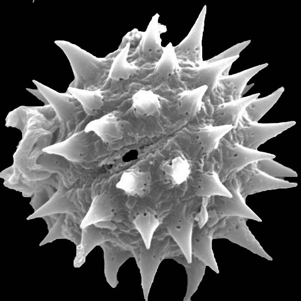 Grano de polen de Scalesia retroflexa (foto en microscopio electrónico). Foto: Patricia Jaramillo Díaz & M. Mar Trigo, CDF, 2011.