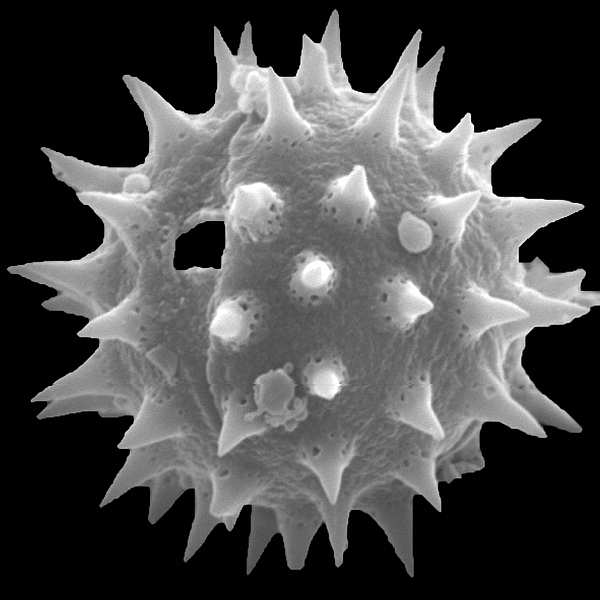 Pollen grain of Scalesia stewartii Riley (scanning electron micrograph). Photo: Patricia Jaramillo Díaz & M. Mar Trigo, CDF, 2011.