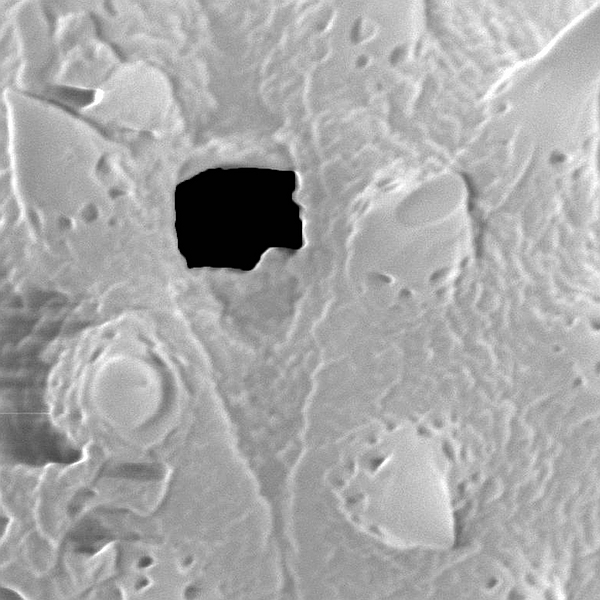Pollen grain of Scalesia stewartii (scanning electron micrograph). Photo: Patricia Jaramillo Díaz & M. Mar Trigo, CDF, 2011.