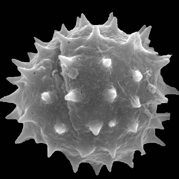 Pollen grain of Scalesia villosa A. Stewart (scanning electron micrograph). Photo: Patricia Jaramillo Díaz & M. Mar Trigo, CDF, 2011.