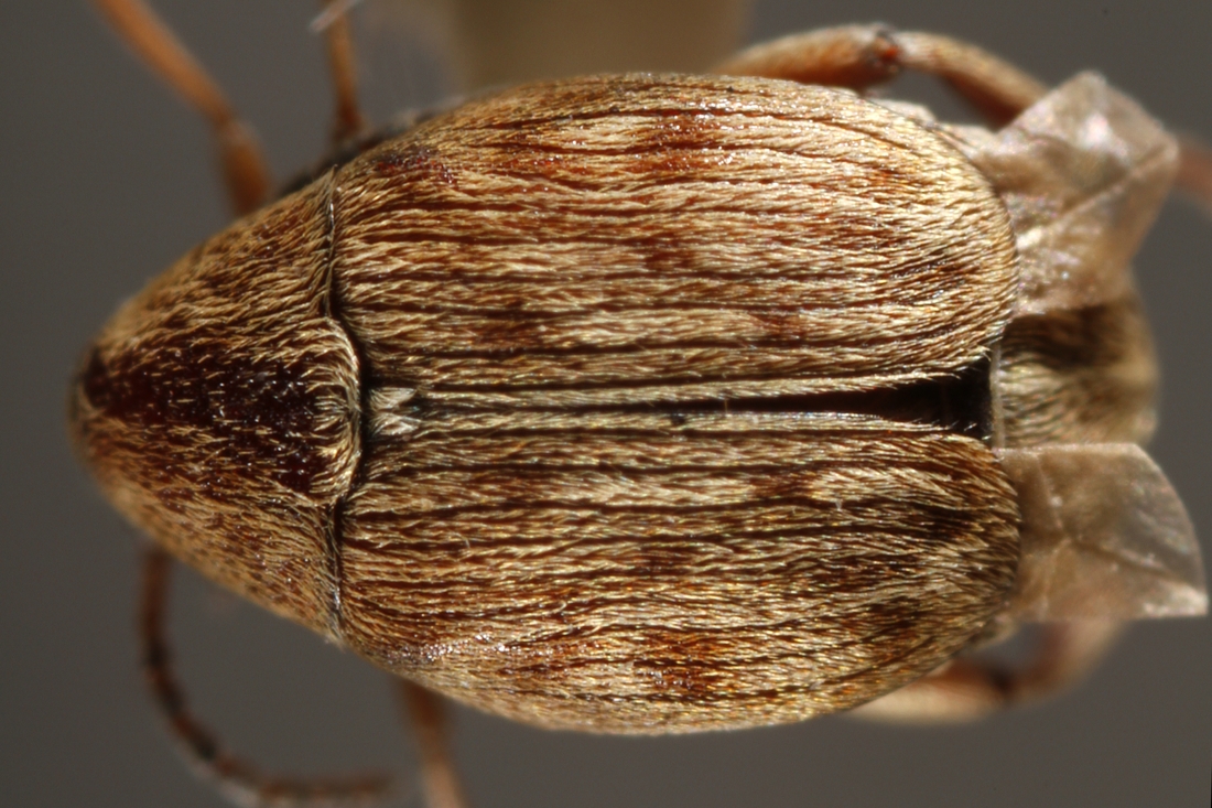 Scutobruchus ceratioborus (Philippi 1859) (ICCDRS 9593) Photo: Ashley Sheridan, CDF, 2011.