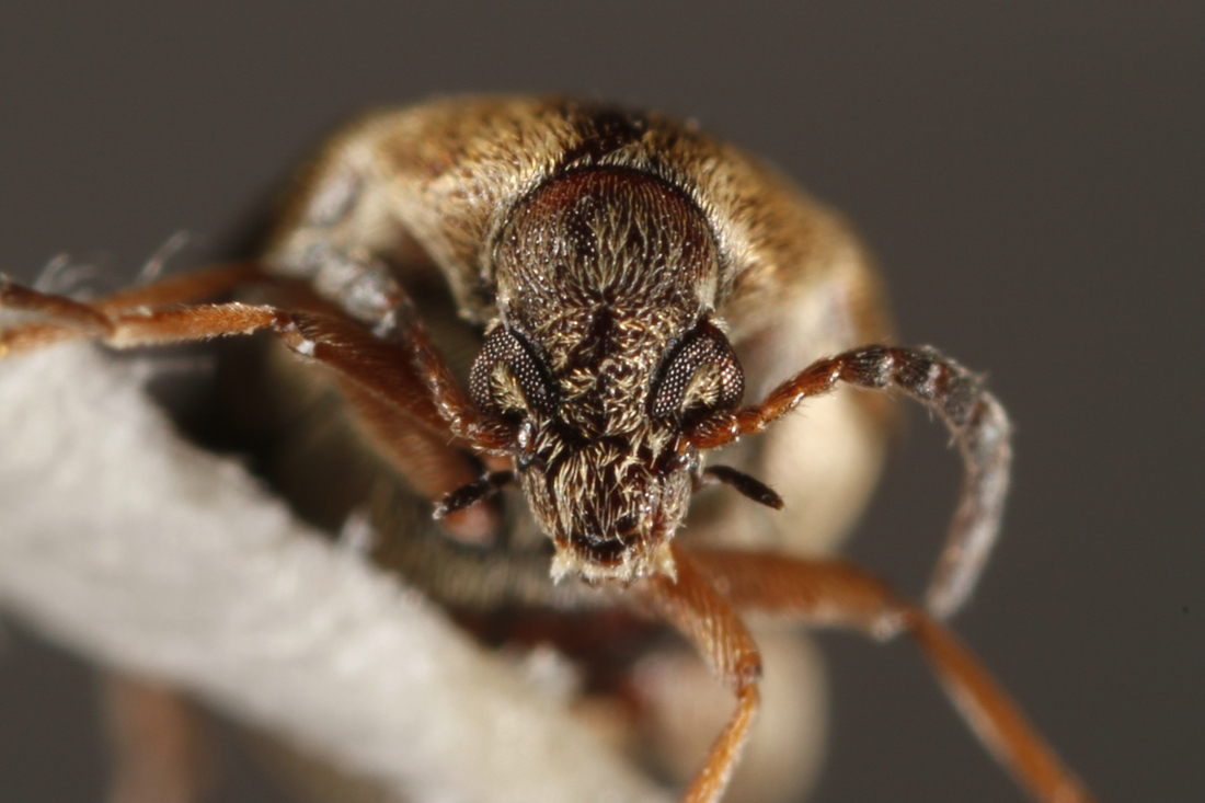 Scutobruchus ceratioborus (ICCDRS Specimen #9593). Photo: Ashley Sheridan, CDF, 2011.
