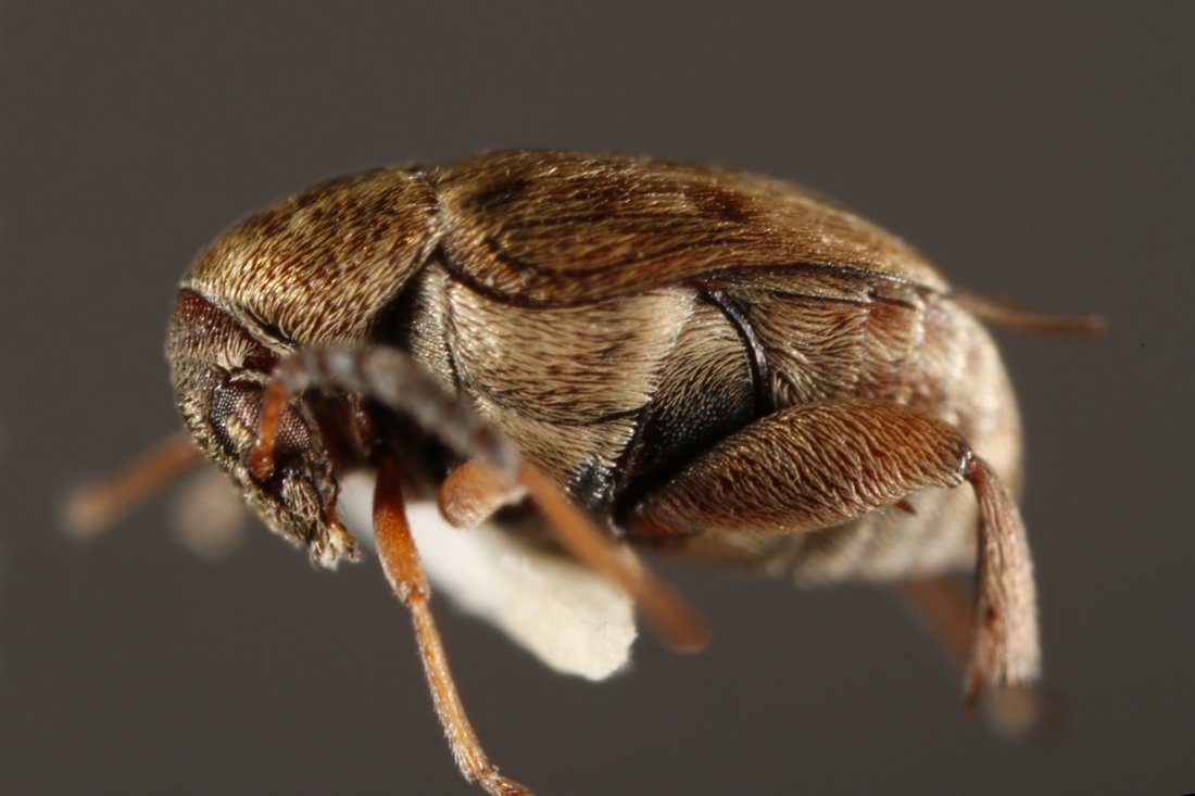 Scutobruchus ceratioborus (ICCDRS Specimen #9593). Photo: Ashley Sheridan, CDF, 2011.