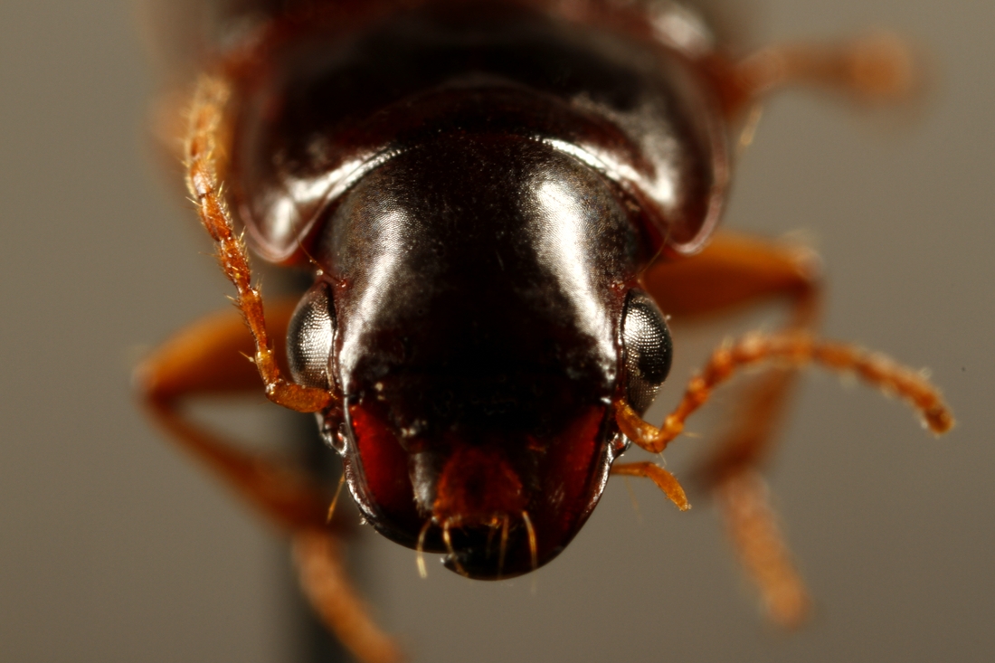 Selenophorus galapagoensis galapagoensis (ICCDRS Specimen #3955). Photo: Ashley Sheridan, CDF, 2011.