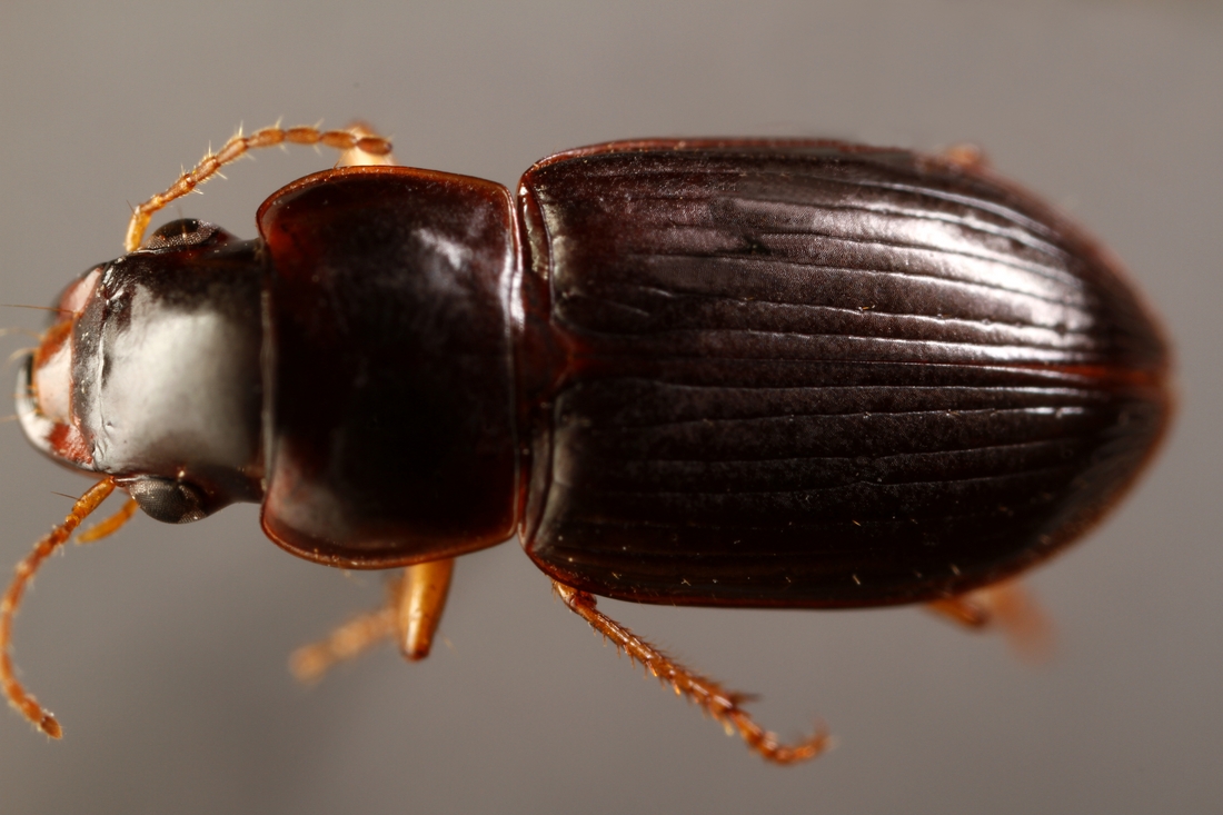 Selenophorus galapagoensis galapagoensis G.R. Waterhouse 1845 (ICCDRS 3955) Photo: Ashley Sheridan, CDF, 2011.