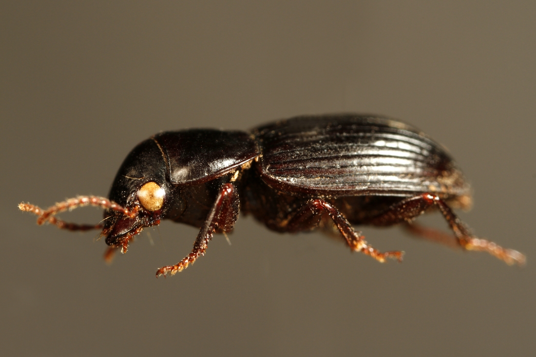 Selenophorus obscuricornis