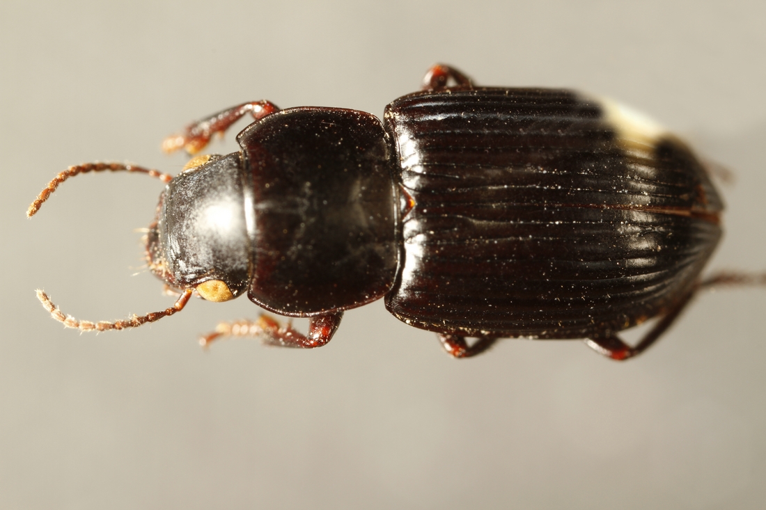 Selenophorus obscuricornis