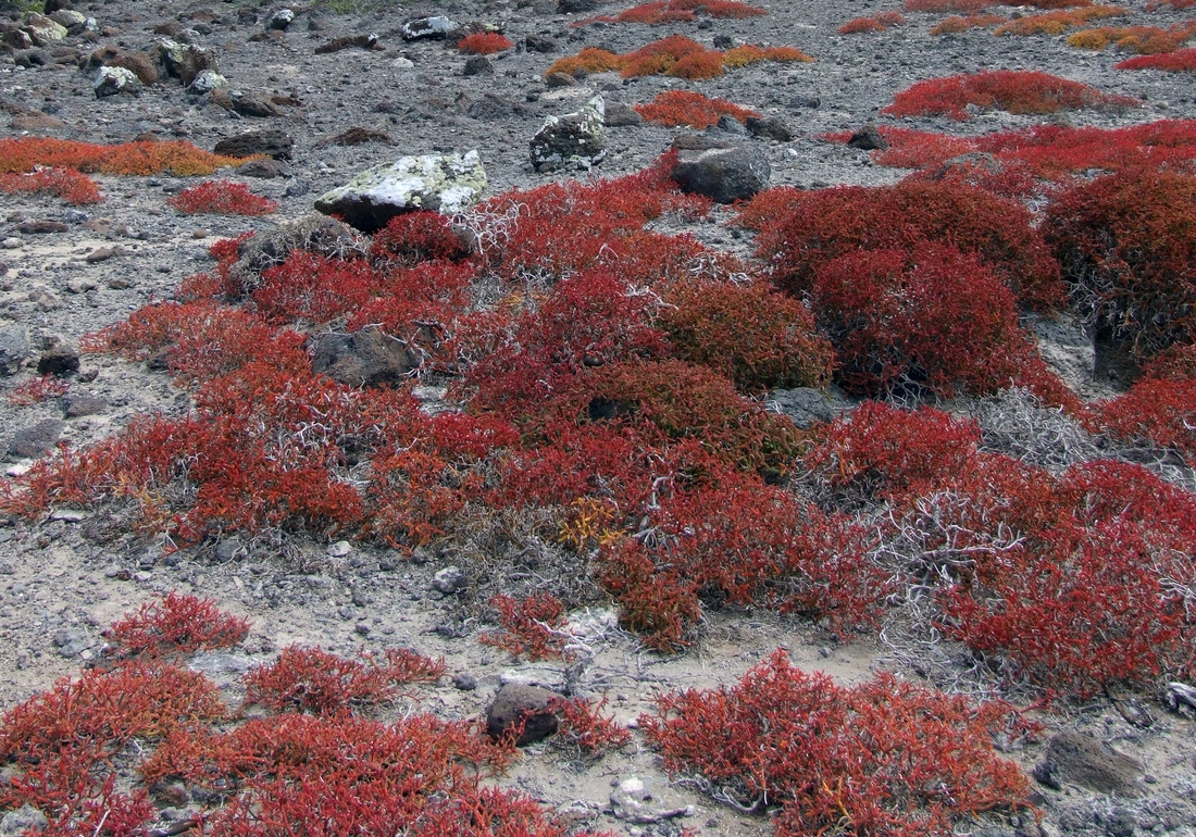 Sesuvium portulacastrum (L.) L. Foto: Patricia Jaramillo, Rachel Atkinson, Anne Guézou, CDF, 2006.