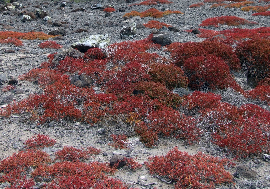 Sesuvium portulacastrum (L.) L. Photo: Patricia Jaramillo, Rachel Atkinson, Anne Guézou, CDF, 2006.