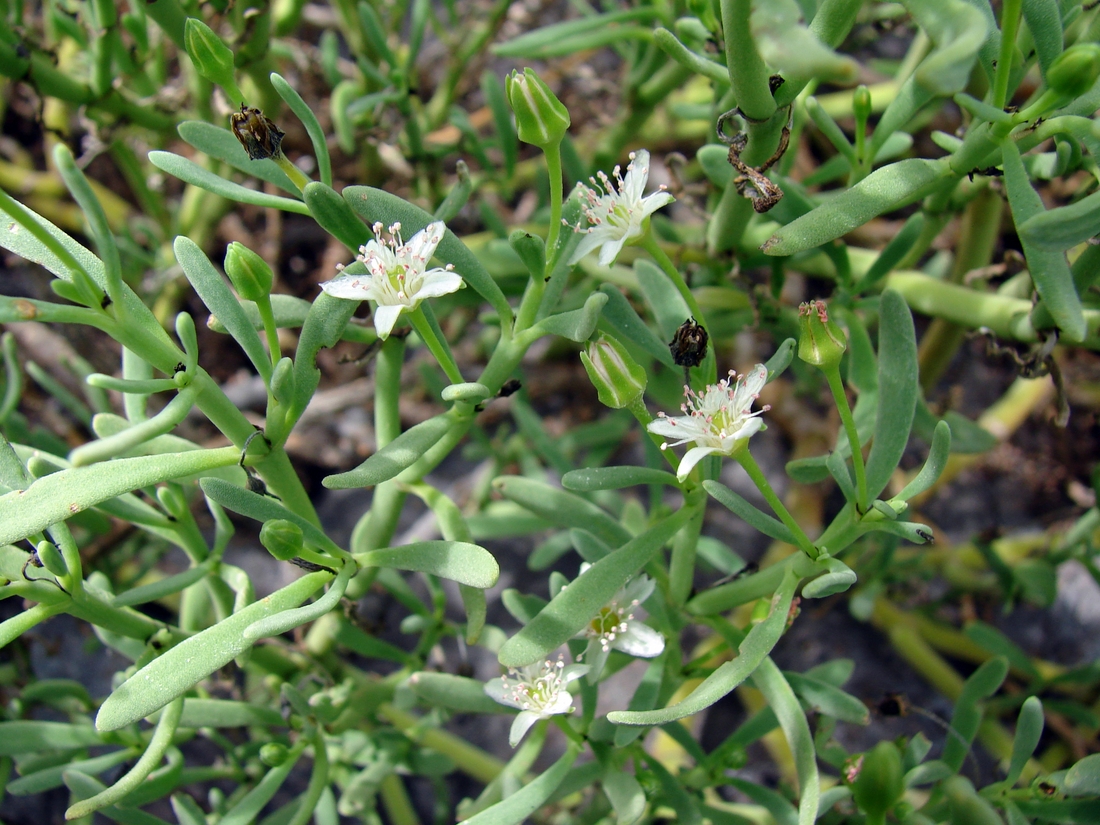 Sesuvium edmondstonii Hook. f. Photo: Patricia Jaramillo, Rachel Atkinson, Anne Guézou, CDF, 2006.