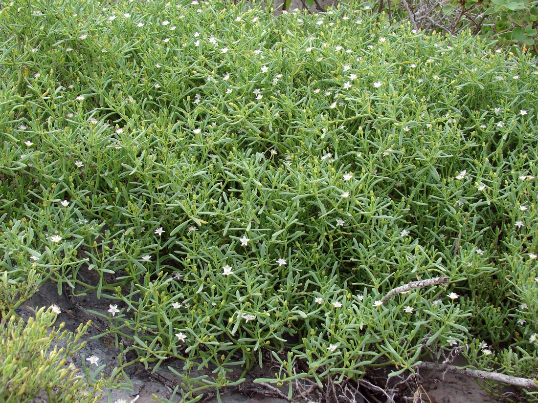 Sesuvium edmondstonii. Photo: Patricia Jaramillo, Rachel Atkinson, Anne Guézou, CDF, 2006.