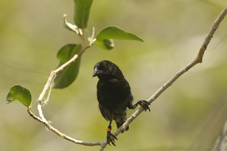 Sharp-beaked Ground Finch, Male, on Pinta Island, Galapagos. Photo: Michael Dvorak, CDF.