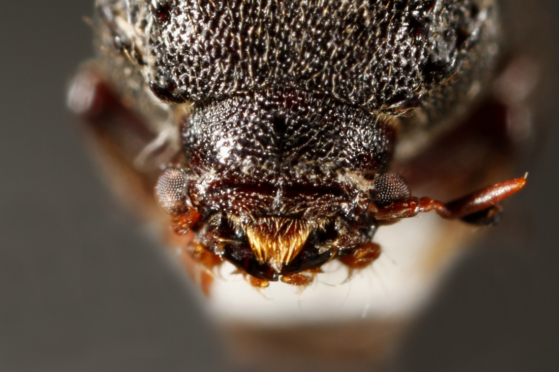 Sinoxylon conigerum (ICCDRS Specimen #5743). Photo: Ashley Sheridan, CDF, 2011.