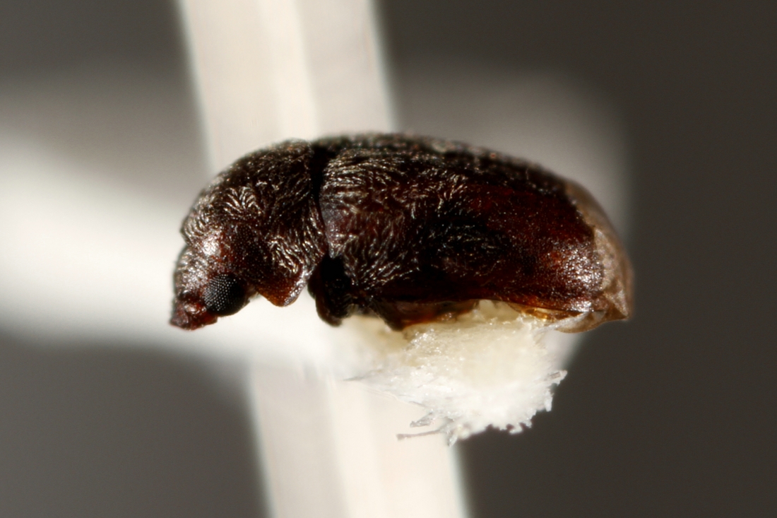 Stegobium paniceum (Linnaeus 1761) (ICCDRS 5835) Photo: Ashley Sheridan, CDF, 2011.