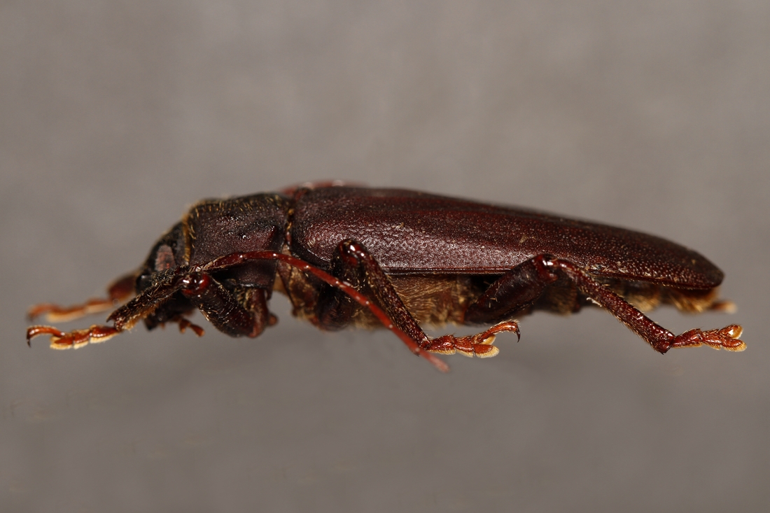 Strogylaspis kraepelini (ICCDRS Specimen #9258). Photo: Ashley Sheridan, CDF, 2011.