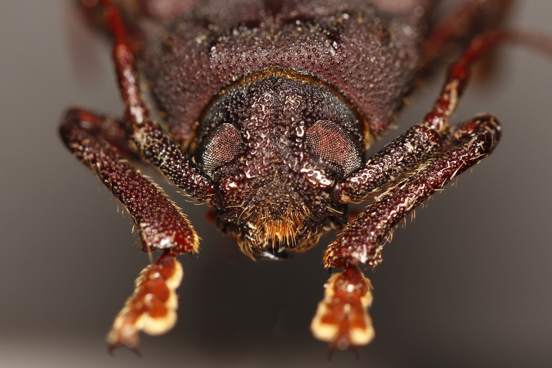 Strogylaspis kraepelini (ICCDRS Specimen #9258). Photo: Ashley Sheridan, CDF, 2011.