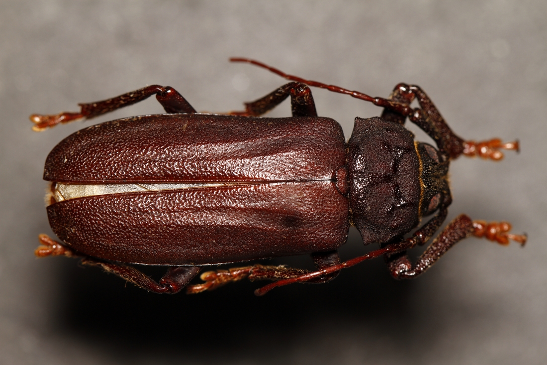Strogylaspis kraepelini Lameere 1903 (ICCDRS 9258) Photo: Ashley Sheridan, CDF, 2011.
