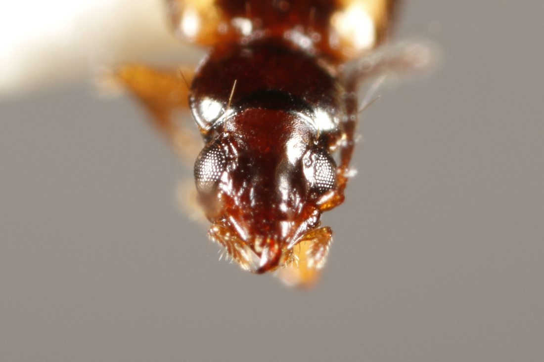 Tachys vittiger (ICCDRS Specimen #3835). Photo: Ashley Sheridan, CDF, 2011.