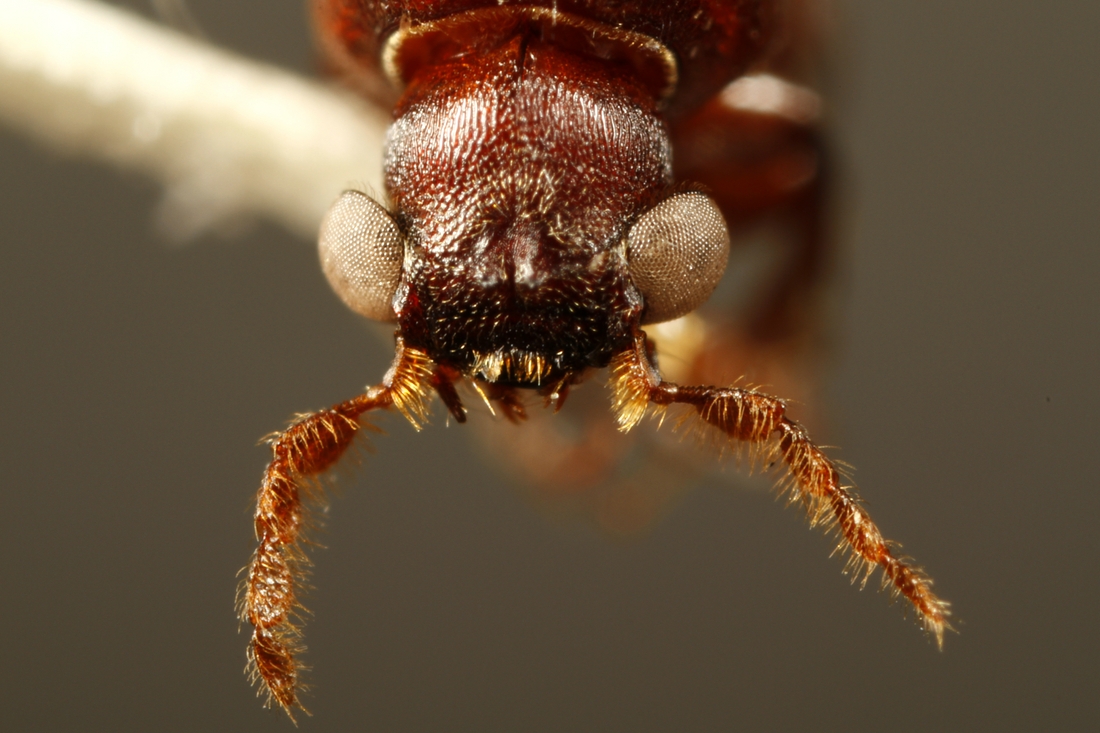 Tetrapriocera longicornis (Espécimen #34049 de ICCDRS). Foto: Ashley Sheridan, CDF, 2011.