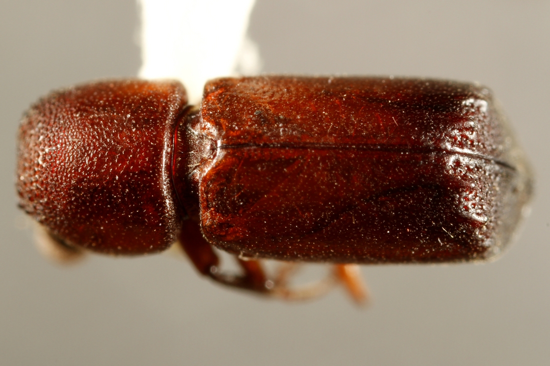 Tetrapriocera longicornis (Olivier 1795) (ICCDRS 34049) Foto: Ashley Sheridan, CDF, 2011.