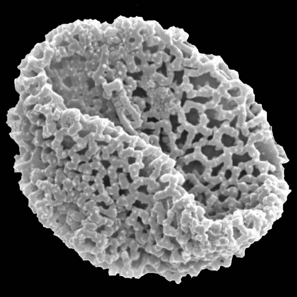 Grano de polen de Tiquilia fusca (Hook. f.) A.T. Richardson (foto en microscopio electrónico). Foto: Patricia Jaramillo Díaz & M. Mar Trigo, CDF, 2011.
