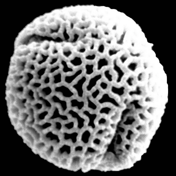Grano de polen de Tiquilia galapagoa (Howell) A.T. Richardson (foto en microscopio electrónico). Foto: Patricia Jaramillo Díaz & M. Mar Trigo, CDF, 2011.