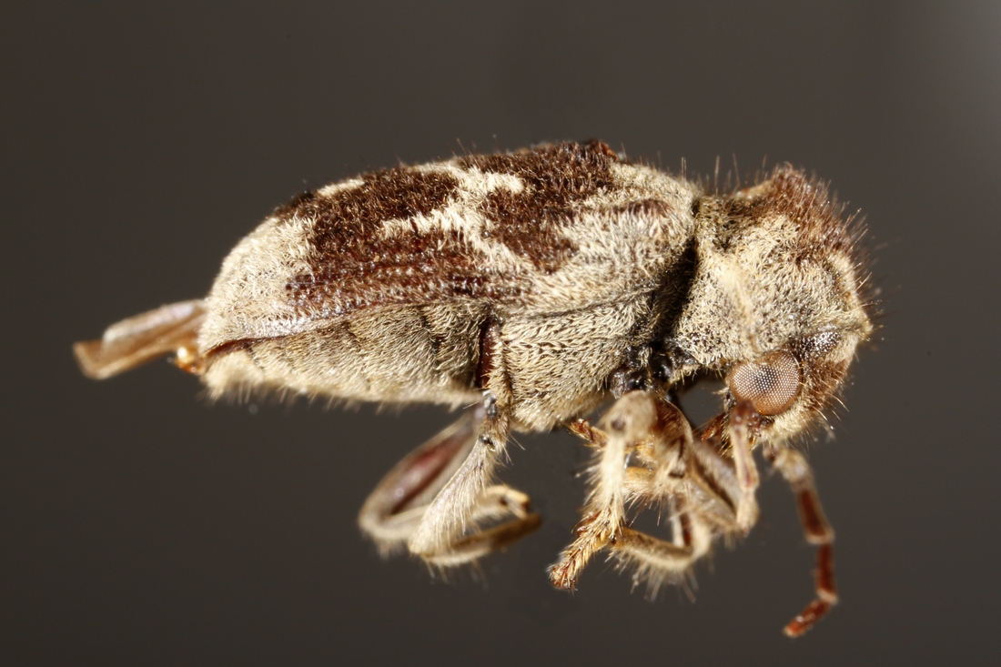 Trichodesma denticollis Blair 1928 (ICCDRS 34047) Photo: Ashley Sheridan, CDF, 2011.