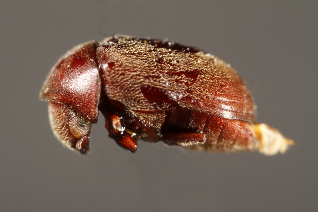 Tricorynus straeleni Español 1976 (ICCDRS 5875) Foto: Ashley Sheridan, CDF, 2011.