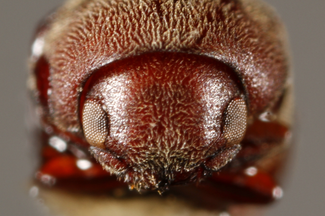Tricorynus straeleni (Espécimen #5875 de ICCDRS). Foto: Ashley Sheridan, CDF, 2011.