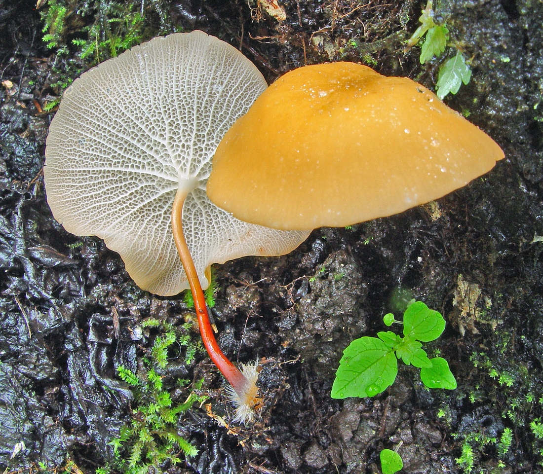 Marasmius cladophyllus Berk., Isla Santa Cruz, Galápagos. Foto: Scott Bates, CDF, 2006.
