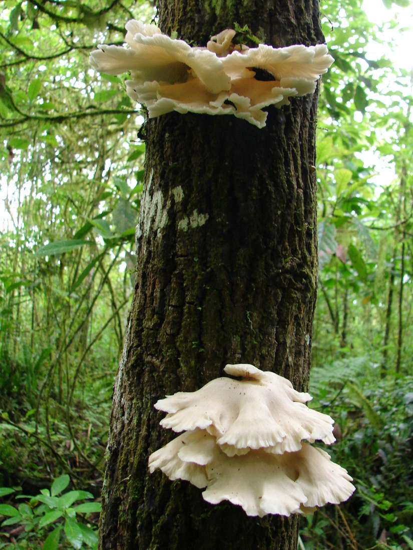 Pleurotus djamor