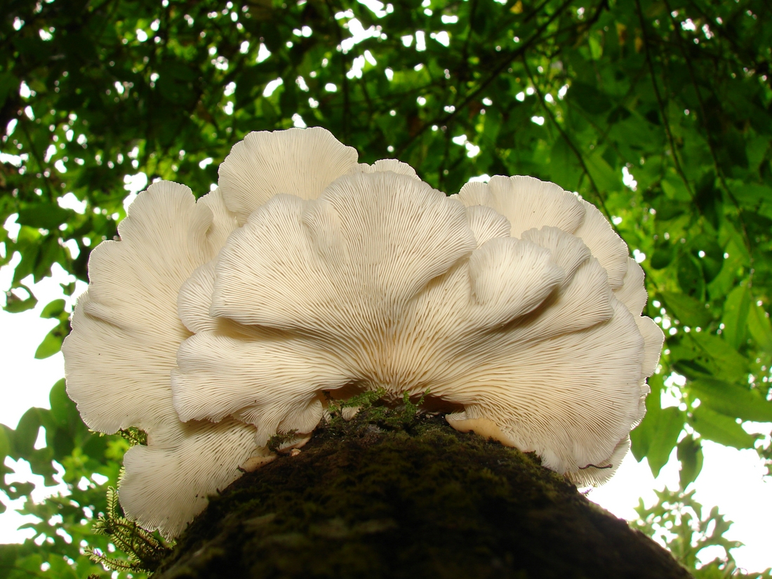 Pleurotus djamor