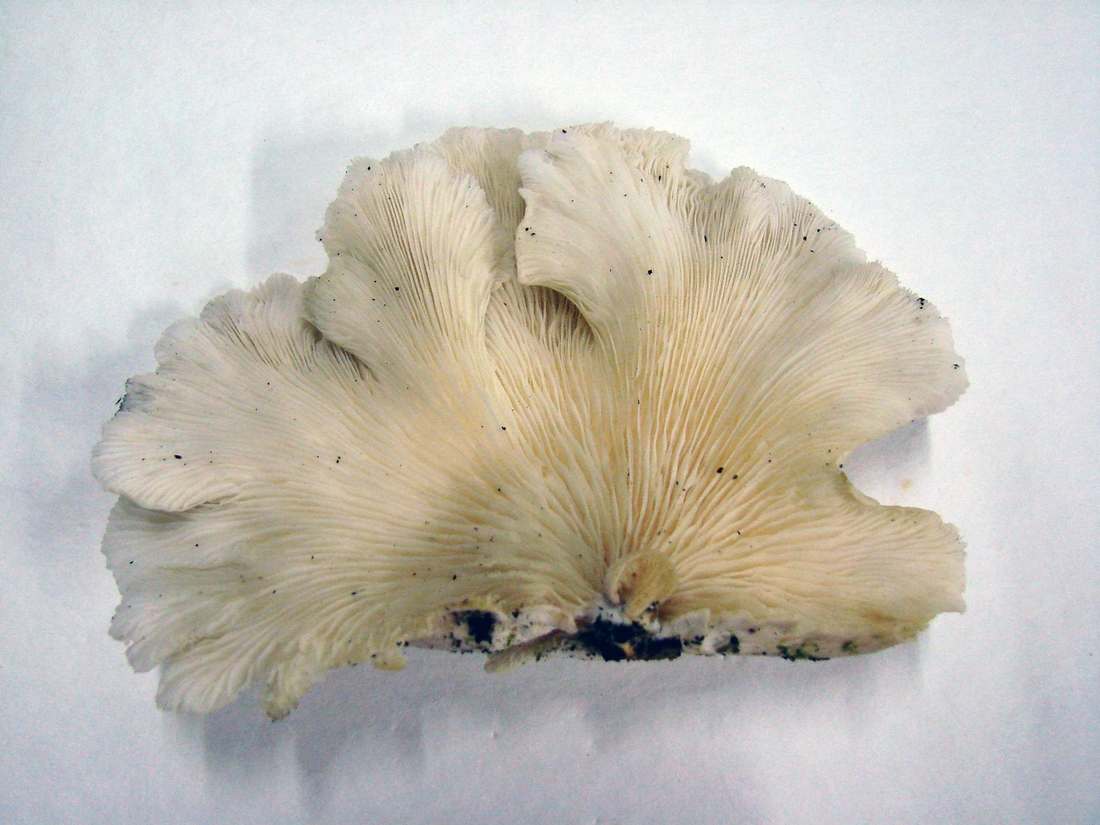 Pleurotus djamor