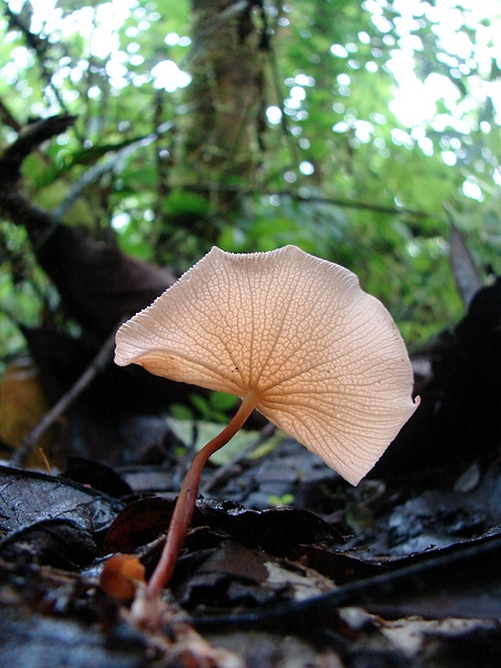 Marasmius cladophyllus . Foto: Xavier Arturo, CDF, 2006.