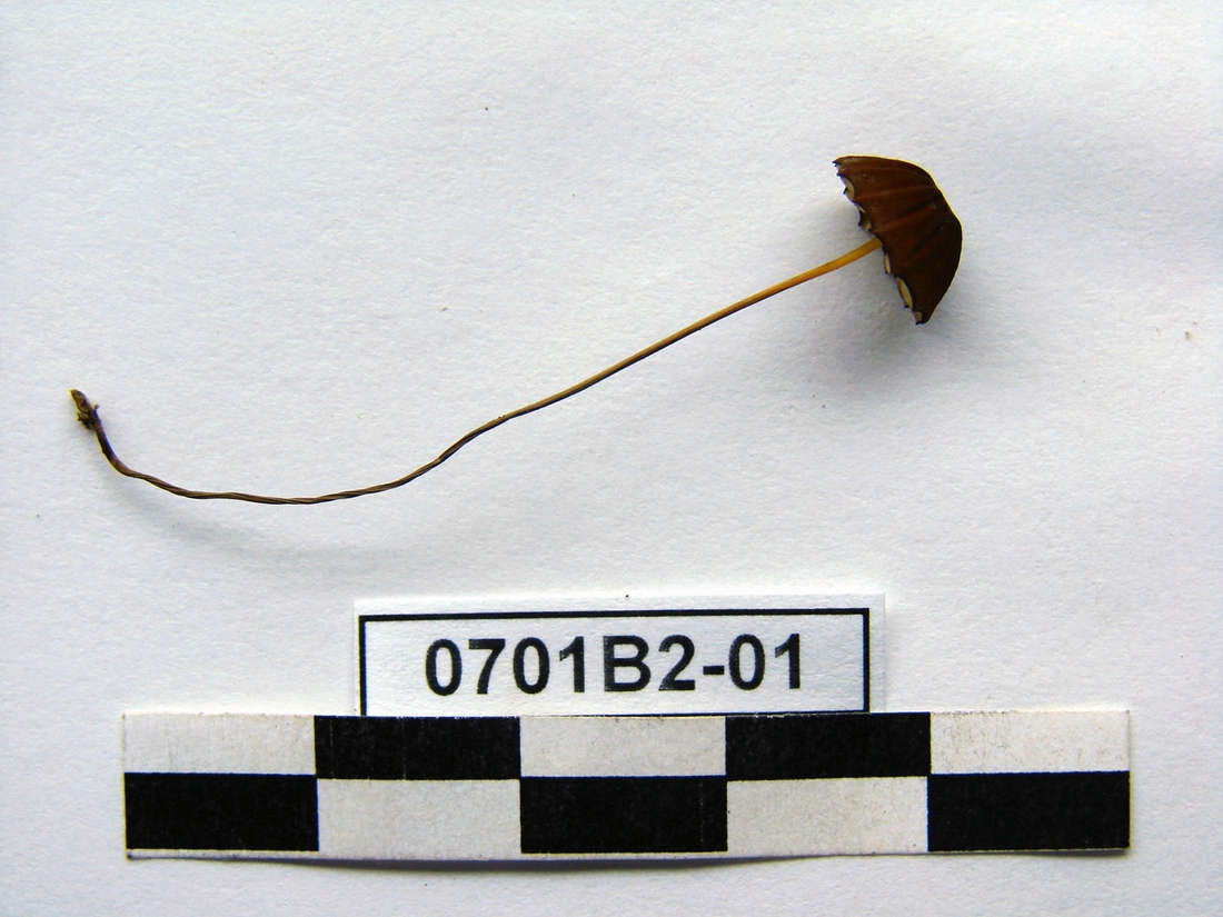 Marasmius ferrugineus, Isla Santa Cruz, Galápagos. Foto: Xavier Arturo, CDF, 2007.