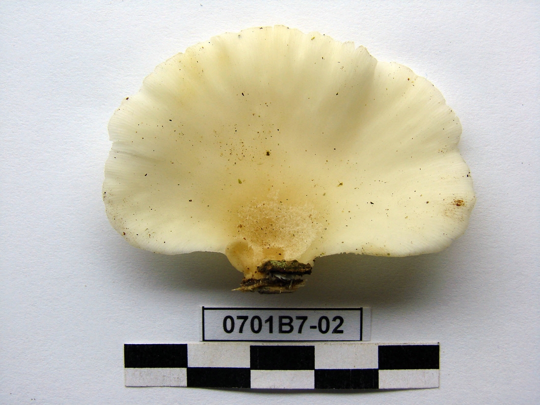 Pleurotus djamor, Isla Santa Cruz, Galápagos. Foto: Xavier Arturo, CDF, 2007.