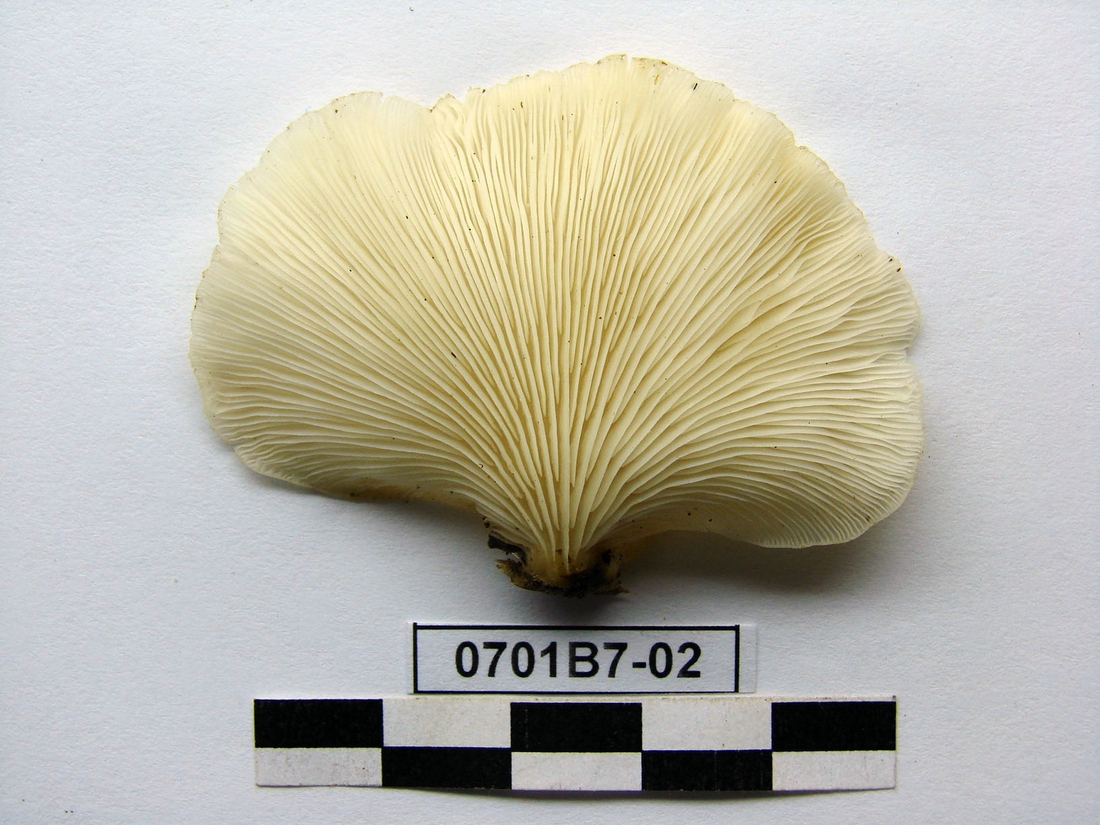 Pleurotus djamor