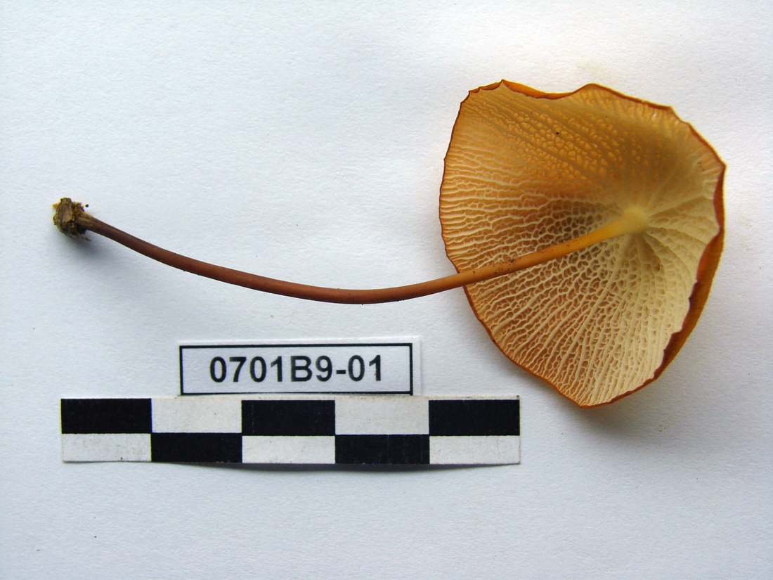 Marasmius cladophyllus, Isla Santa Cruz, Galápagos. Foto: Xavier Arturo, CDF, 2007.