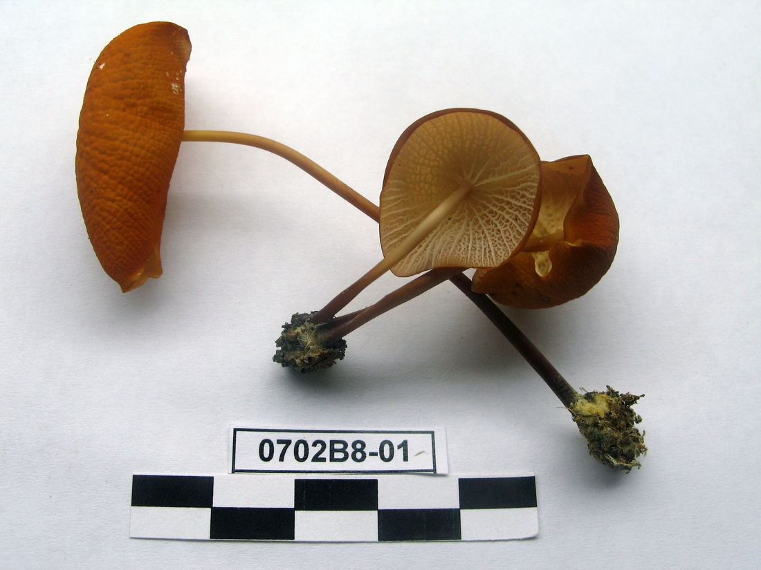 Marasmius cladophyllus, Isla Santa Cruz, Galápagos. Foto: Xavier Arturo, CDF, 2007.