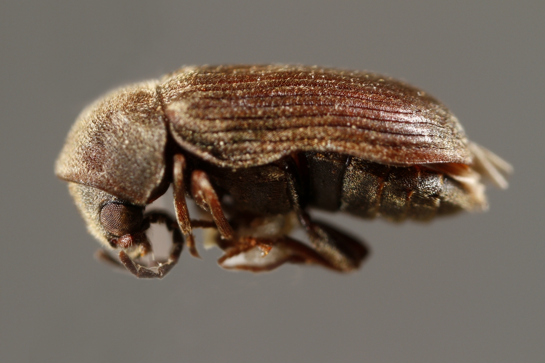 Xyletinus leleupi Español 1976 (ICCDRS 5840) Photo: Ashley Sheridan, CDF, 2011.